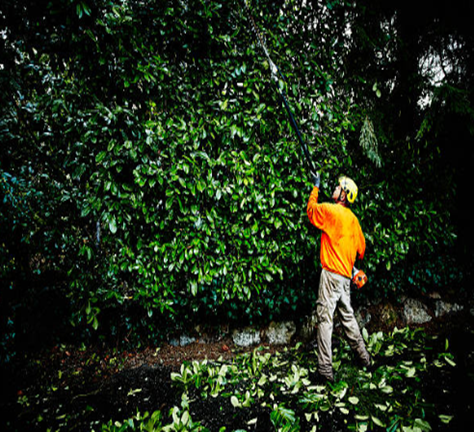 Hedge Trimming Services — Colac, VIC — Colac Trees