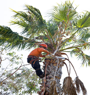 Tree Pruning Services — Colac, VIC — Colac Trees