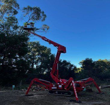 Tree Lopping Services — Colac, VIC — Colac Trees