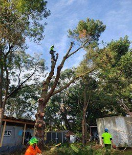 Tree Removal Services — Colac, VIC — Colac Trees