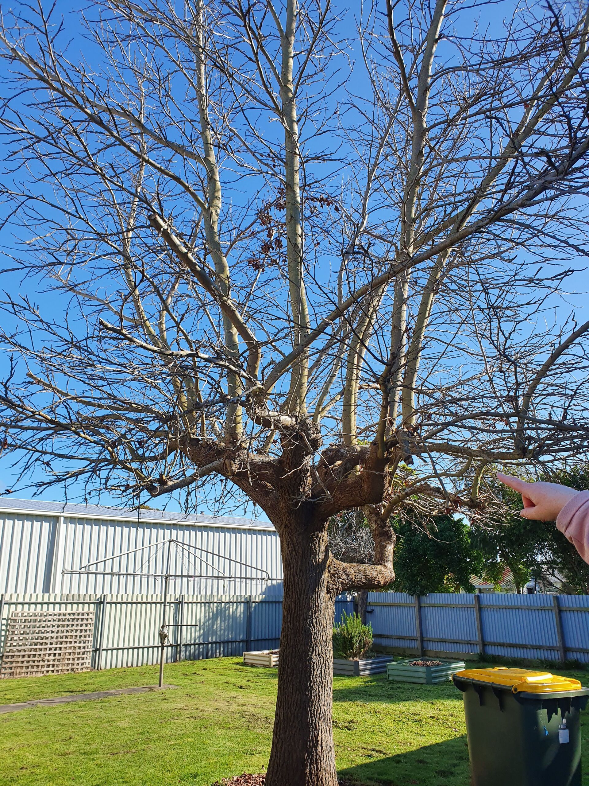 Tree Reduction — Colac, VIC — Colac Trees