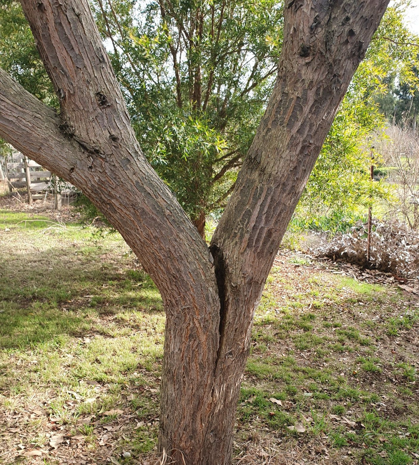 Before Tree Bracing