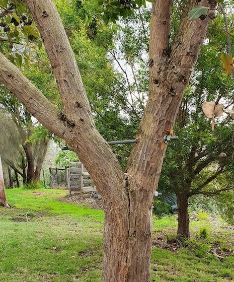 After Tree Bracing
