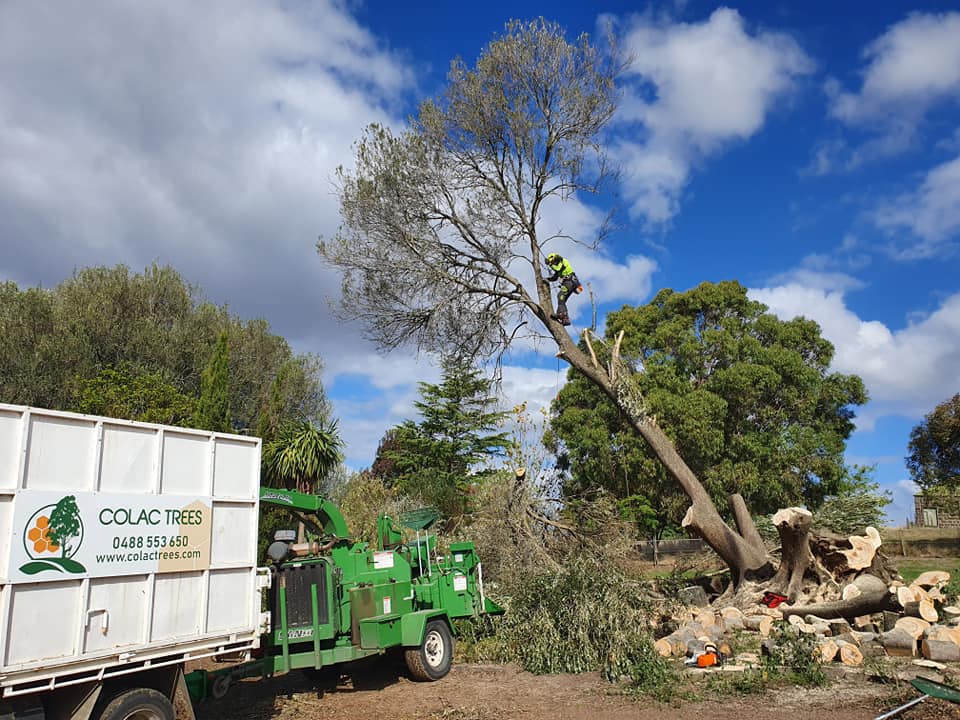 Removing the Tree — Colac, VIC — Colac Trees