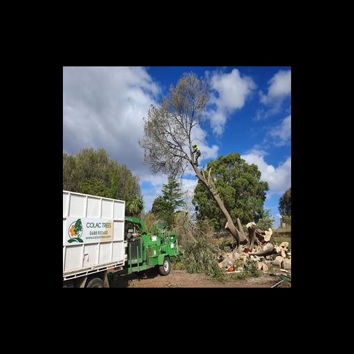 Tree removal service; a worker on a tree, truck, and chipper on a sunny day.