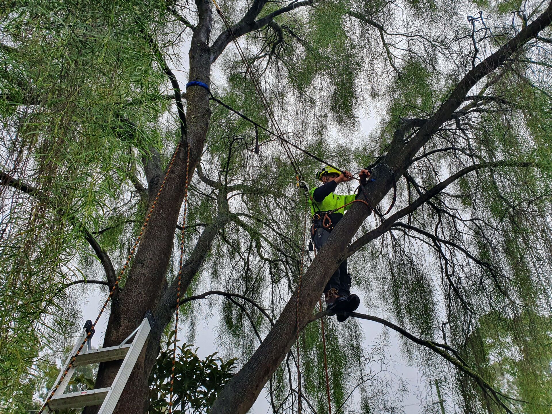 Tree Bracing — Colac, VIC — Colac Trees