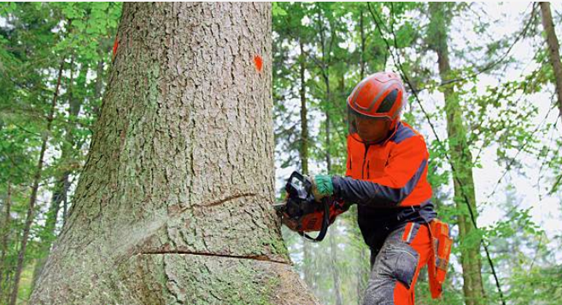 Tree Felling — Colac, VIC — Colac Trees