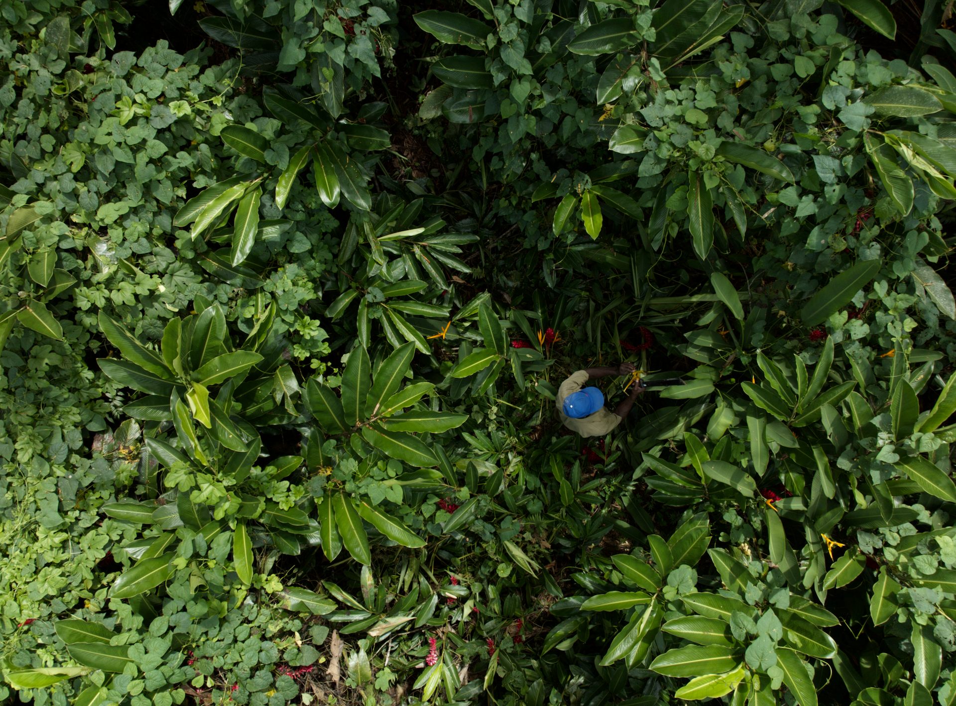 a man in the middle of plan in Jamaica 