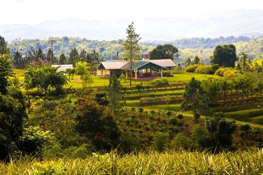 A view of the lush estate with many plants