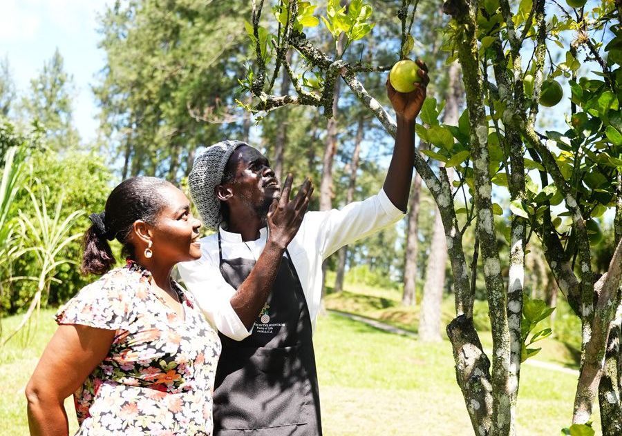 People look up at fruit on a tree as they pick it