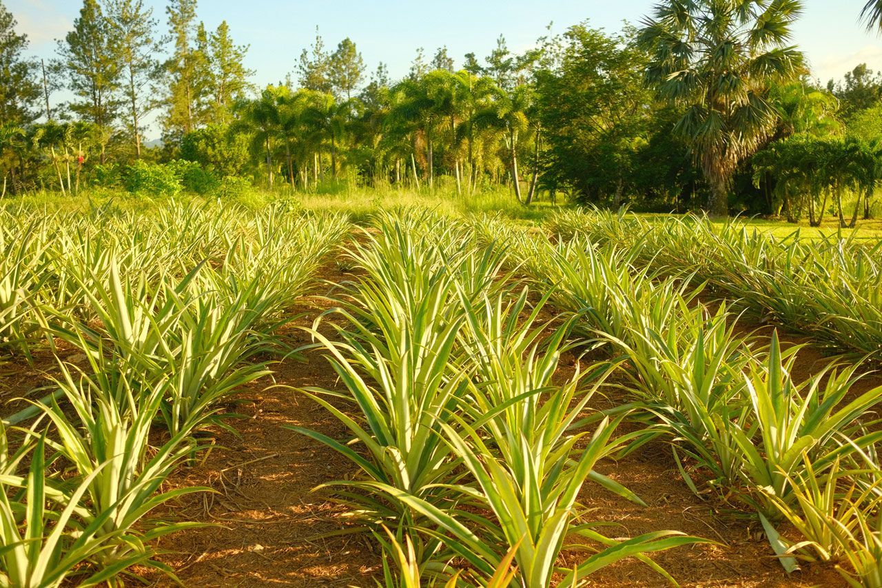 pineapple farm