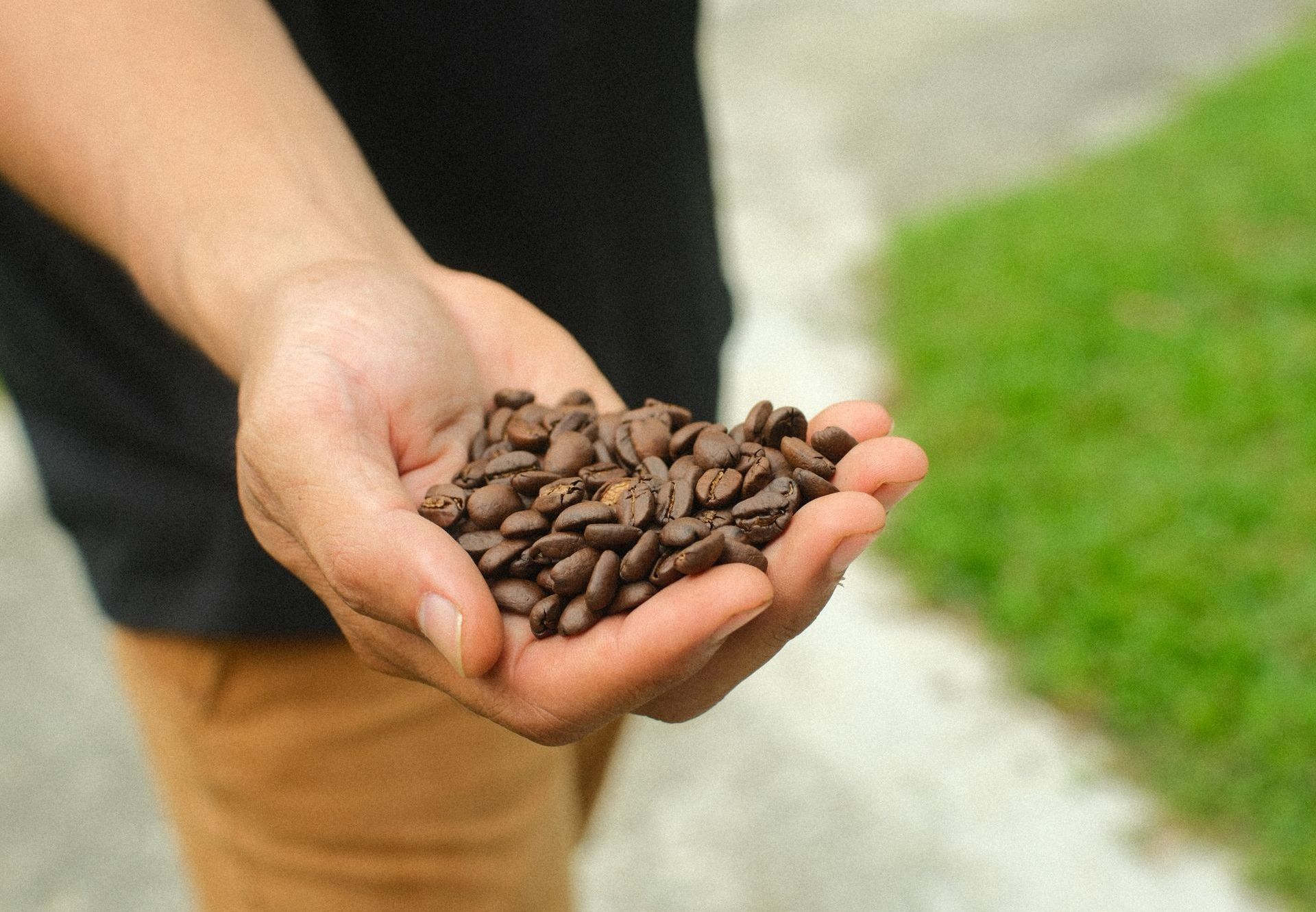 A person is holding a pile of coffee beans in their hands.