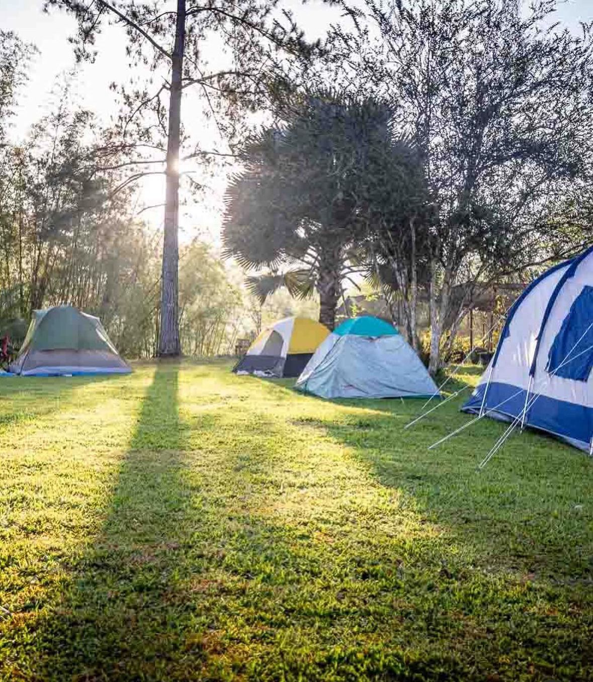 Four tents set up in a grassy field surrounded by trees