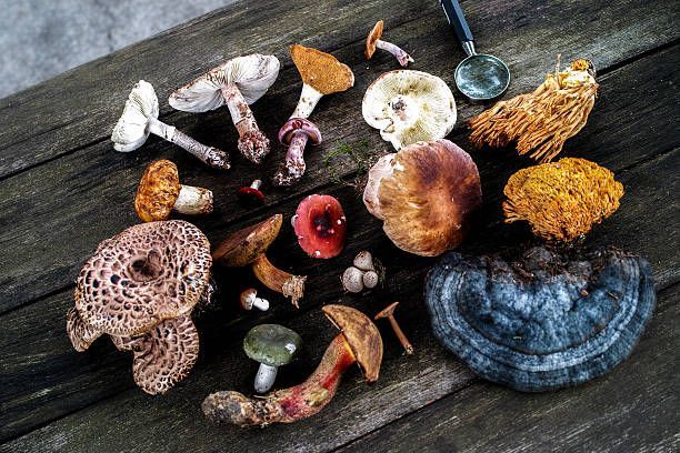 colorful magic mushrooms on a table 