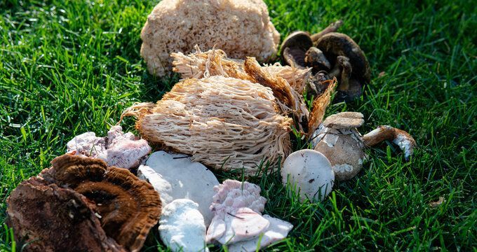 Medicinal mushrooms in the grass 