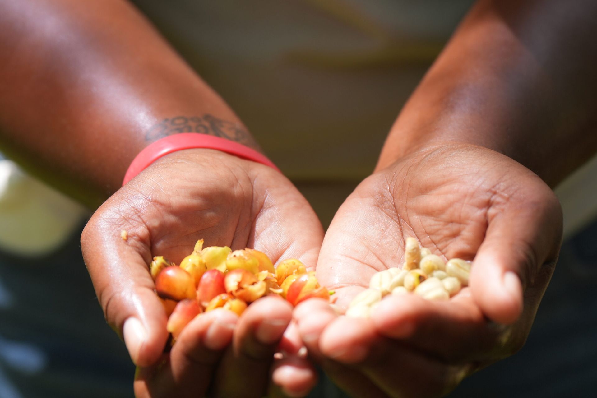 a woman holding coffee beans