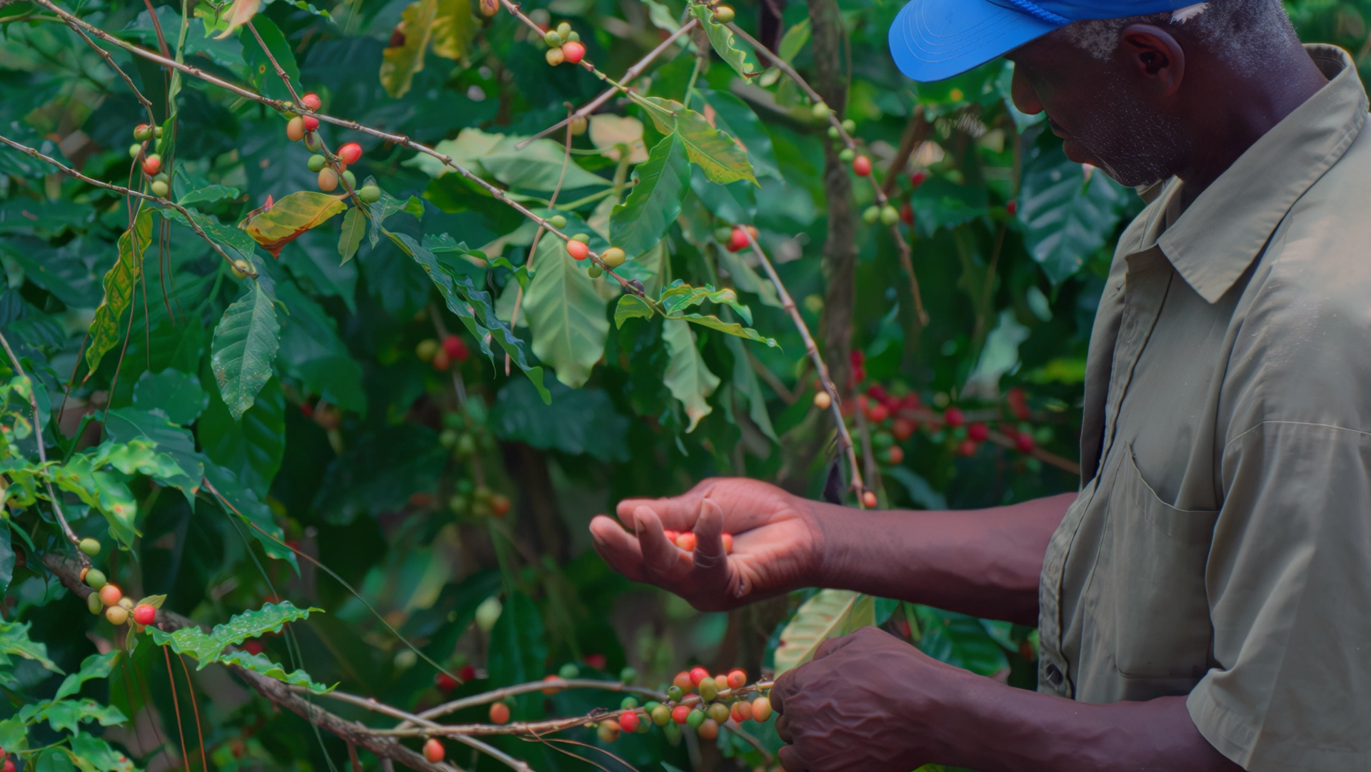 a man looking and touching a plant with fruit on it