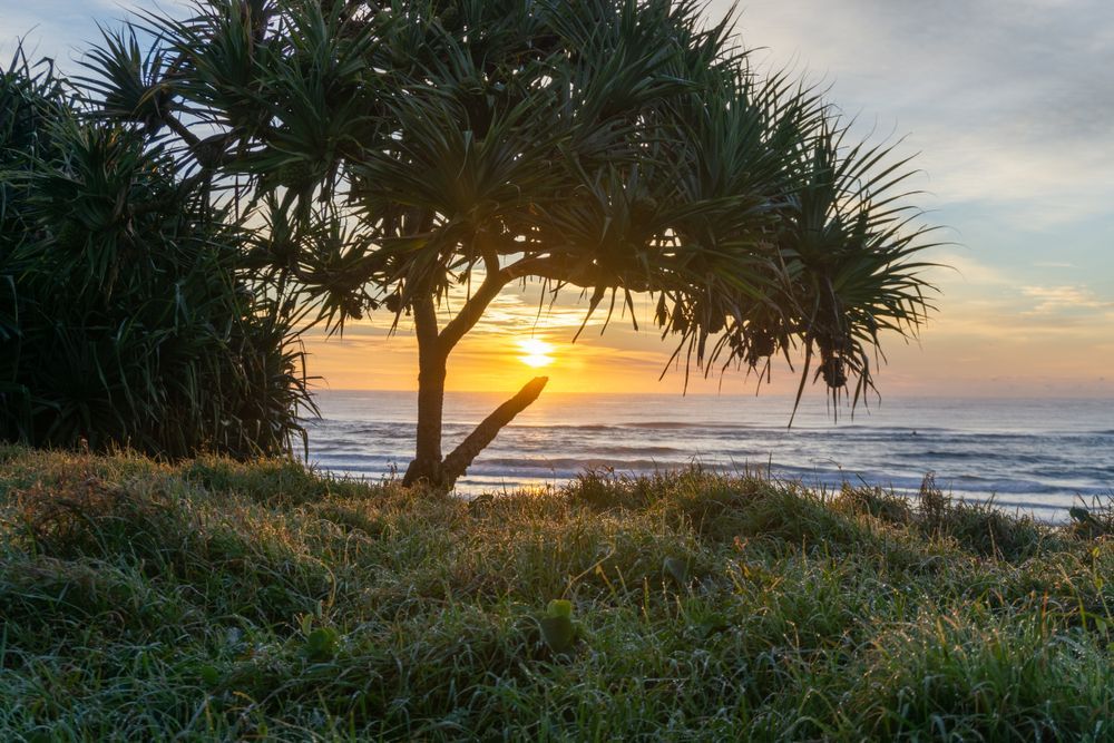 A Sunset Over The Ocean With A Tree In The Foreground — JC Coastal Construction In Lennox Head, NSW