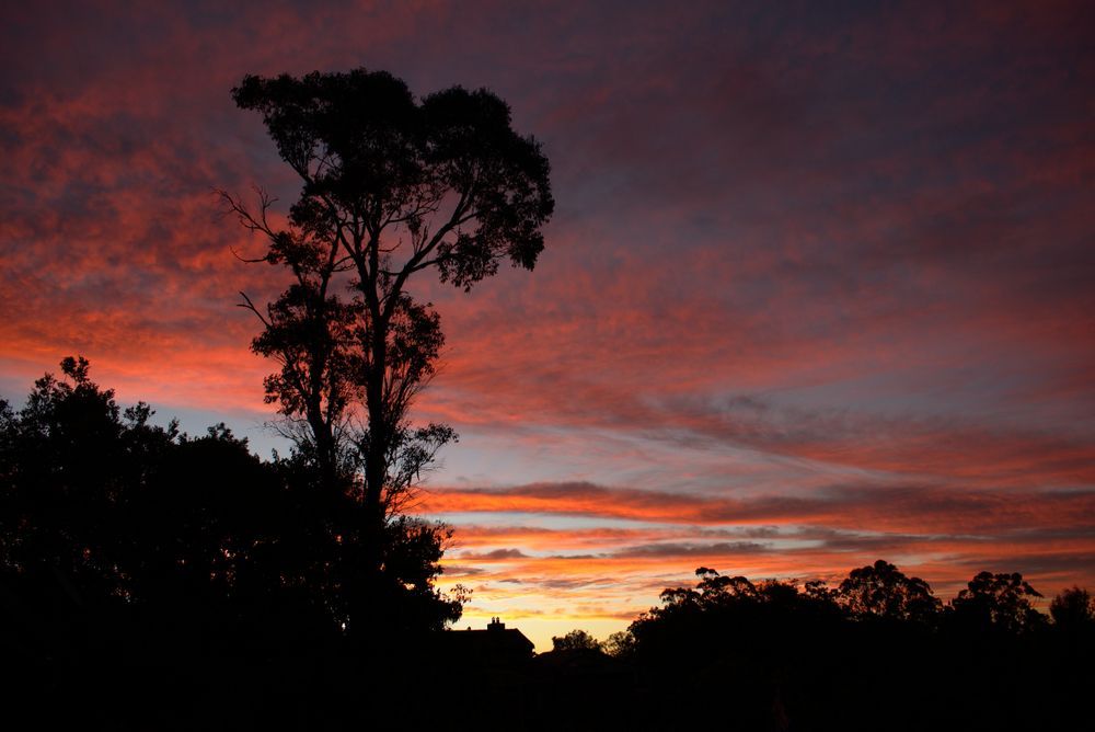 A Tree Is Silhouetted Against A Colorful Sunset Sky — JC Coastal Construction In Lismore, NSW