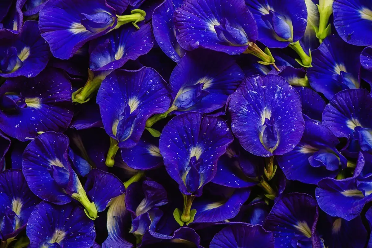Close de flores da planta Clitoria ternatea, ingrediente do chá Atena Azul
