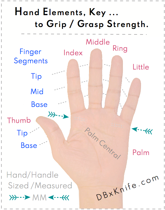 Labeled hand elements, key to grip / grasp strength.