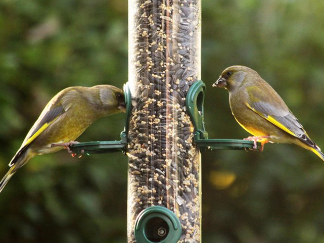 Two birds enjoying wild bird feed in Bryan & College Station, TX