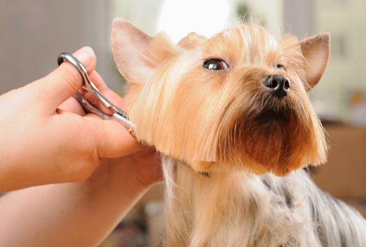 Dog getting groomed at America Country Store in College Station TX