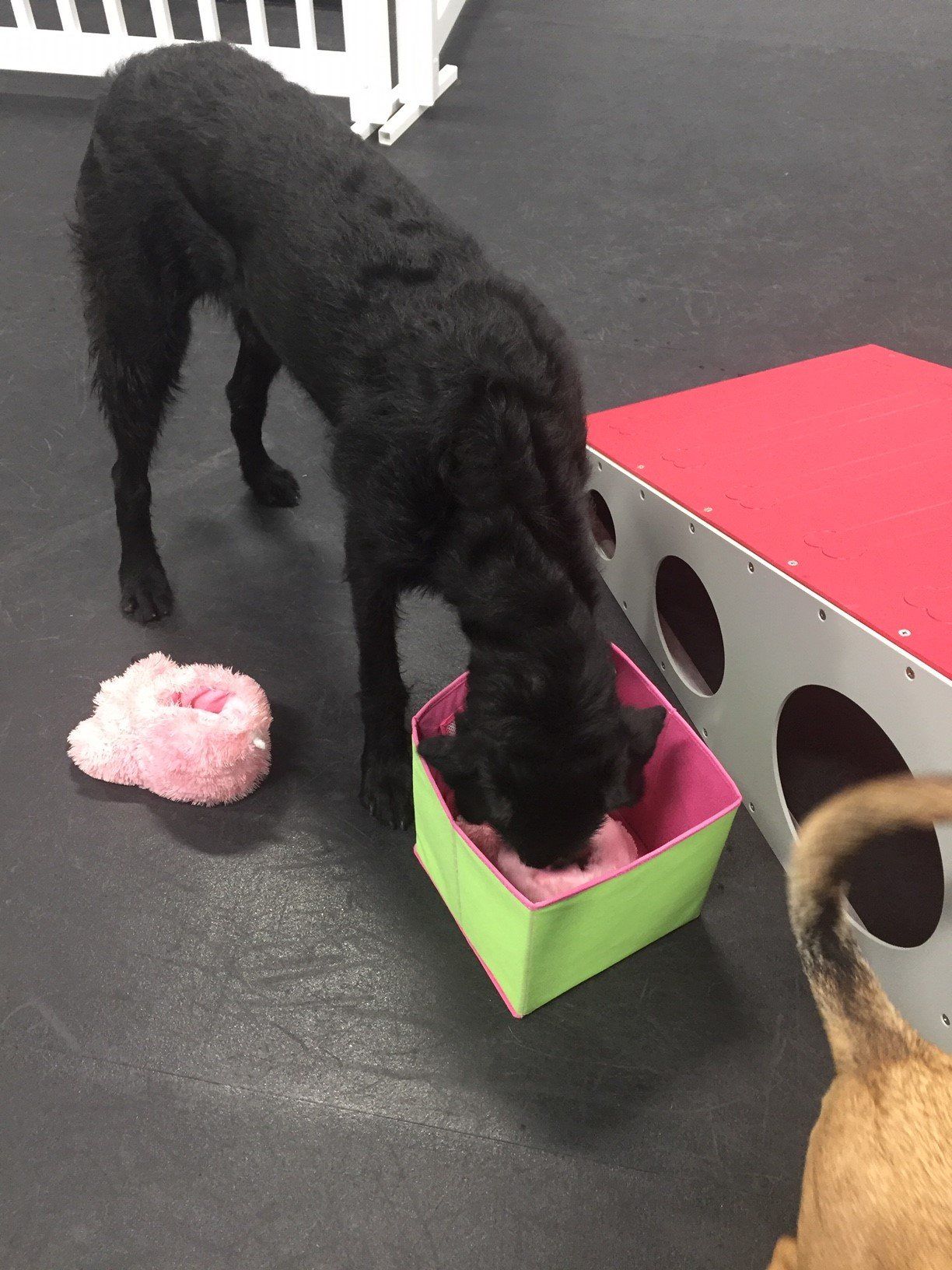 Pet Resort in Bryan & College Station, TX