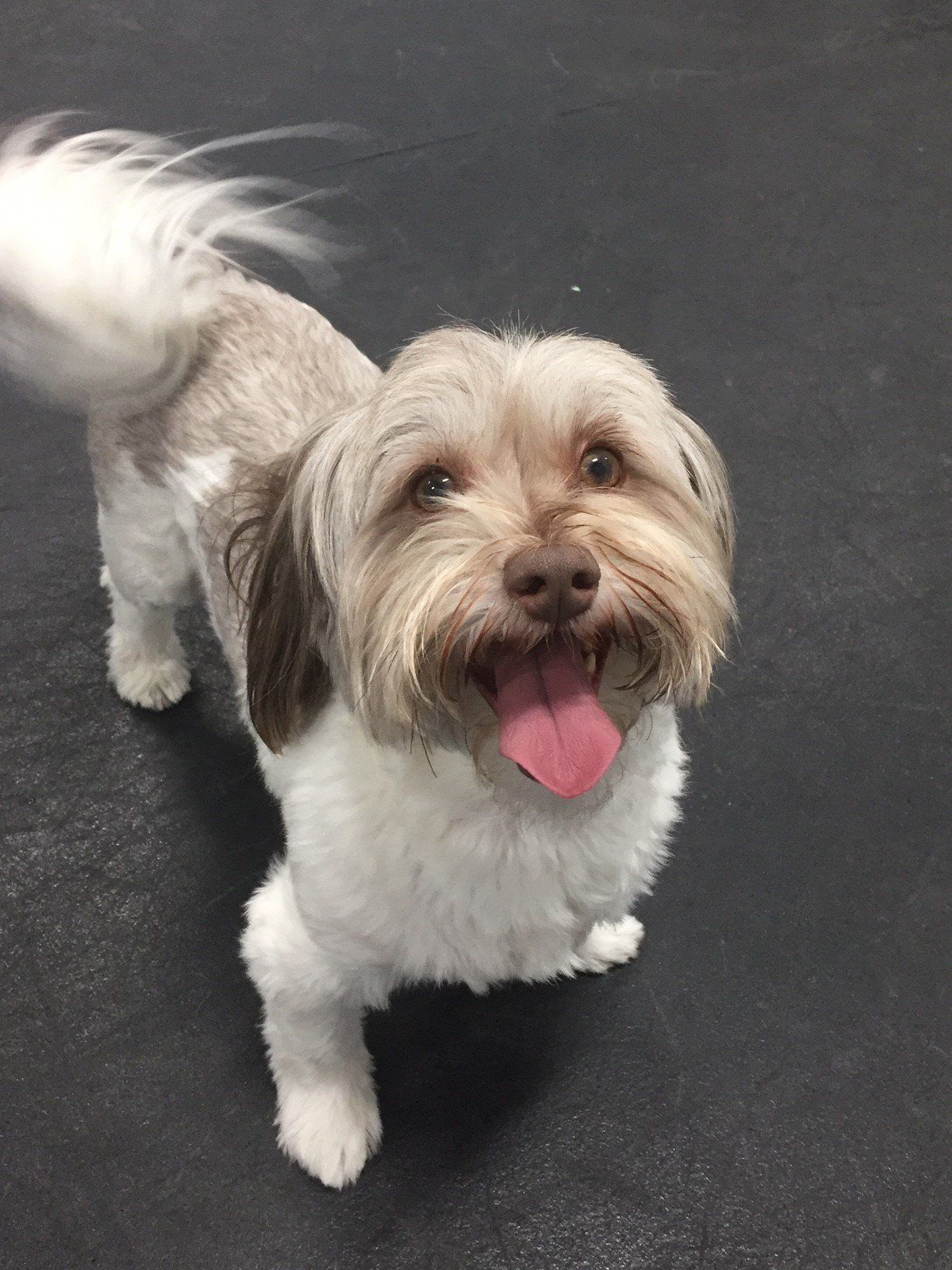 Pet Resort in Bryan & College Station, TX