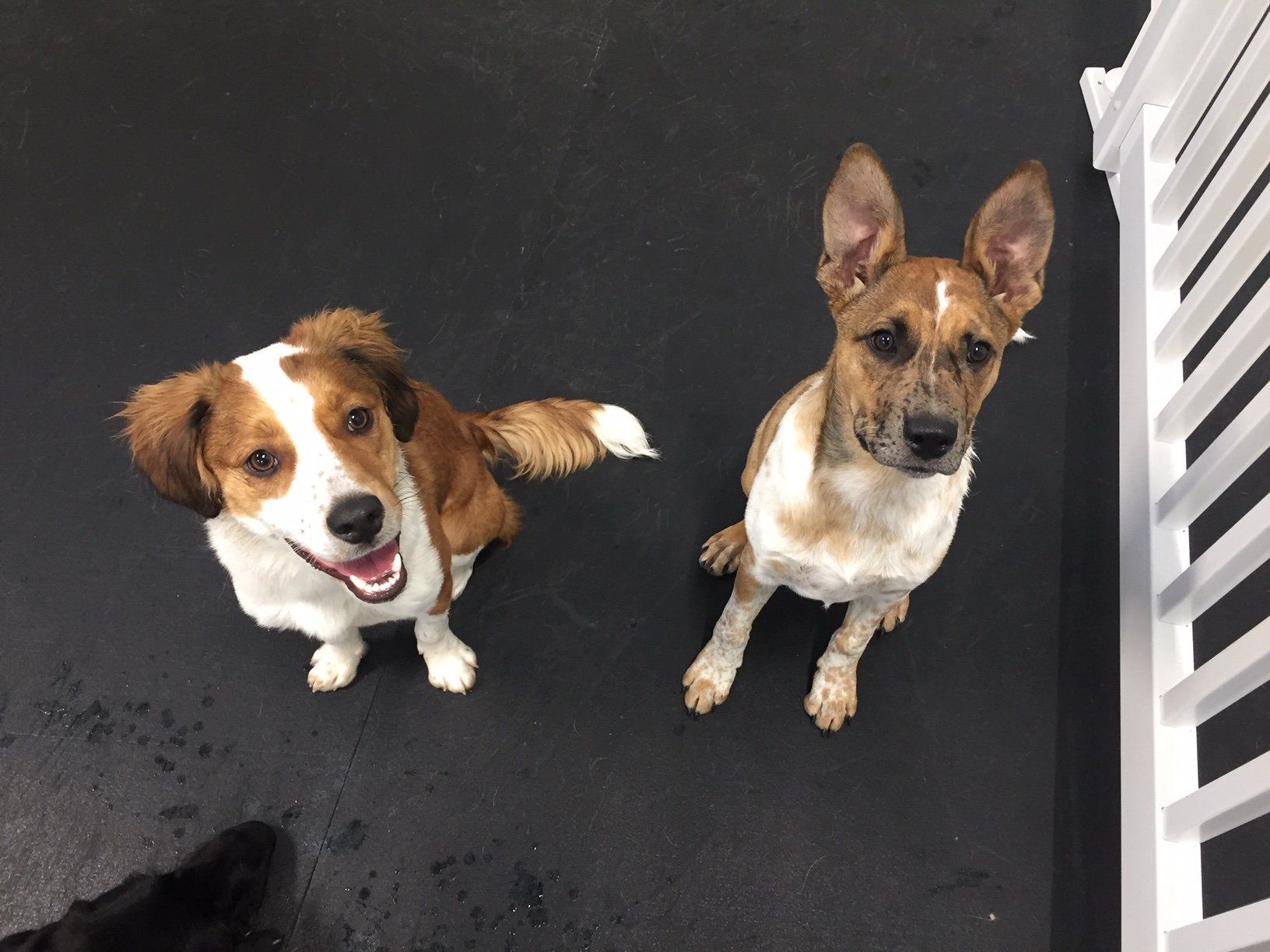 Pet Resort in Bryan & College Station, TX