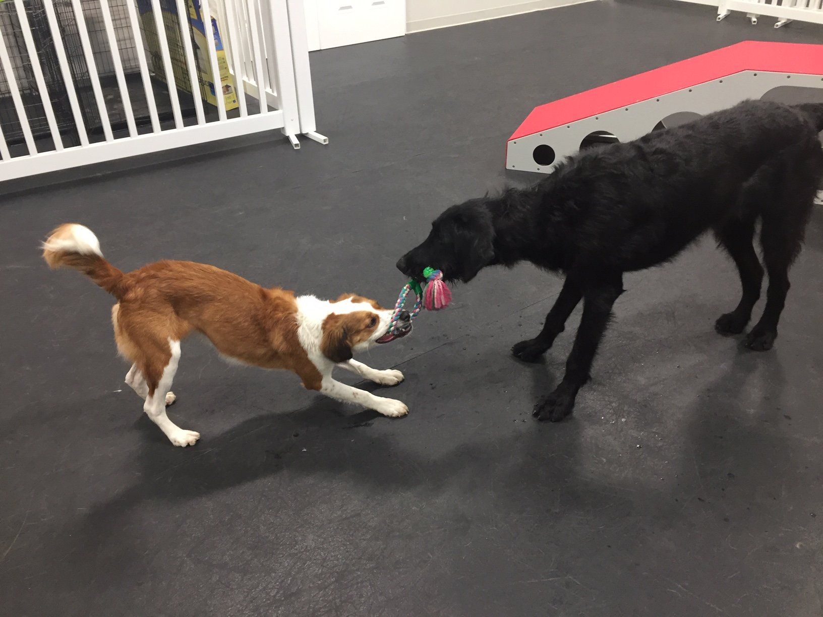 two dogs playing in our pet Resort in Bryan & College Station, TX