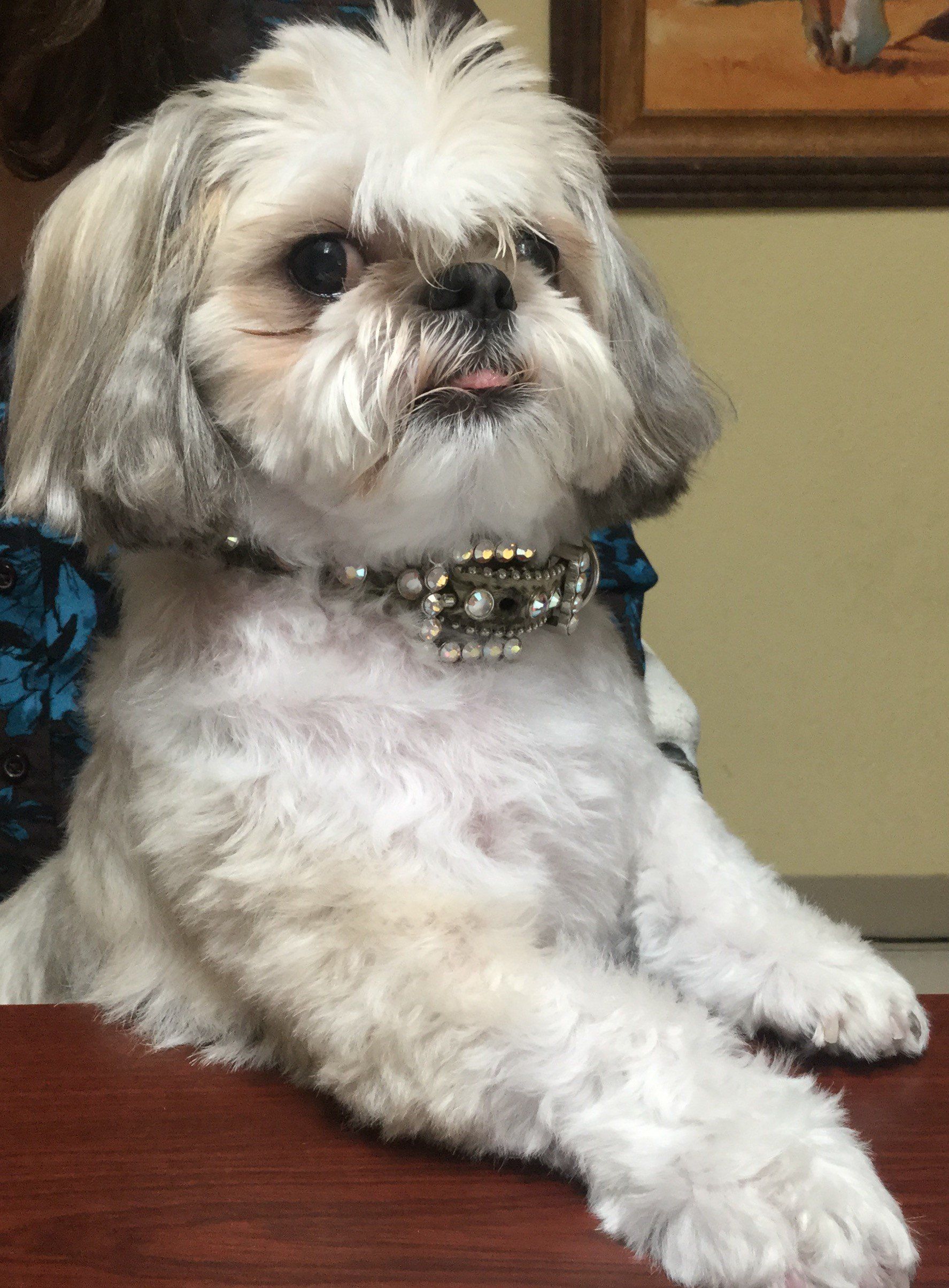 Grizzly - Executive Hall Monitor