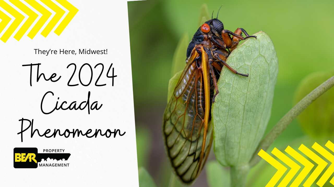 The cicada phenomenon is coming to the Midwest in 2024 - Blog banner