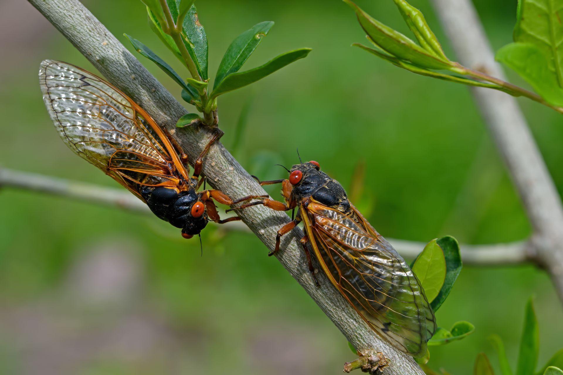 Midwest cicadas on a tree - 2024 cicada emergence