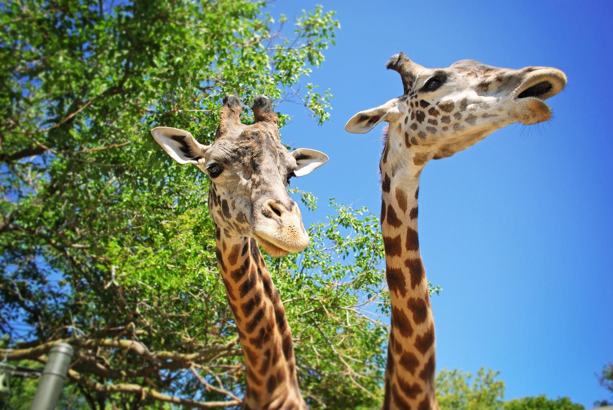 Two Giraffe - Racine Zoo