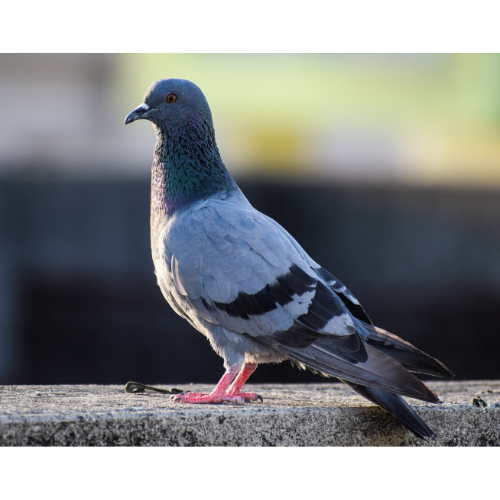 Quelles sont les solutions contre les pigeons dans la Marne