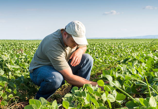 Farmer In Field - Dumas, TX - Stidham Insurance