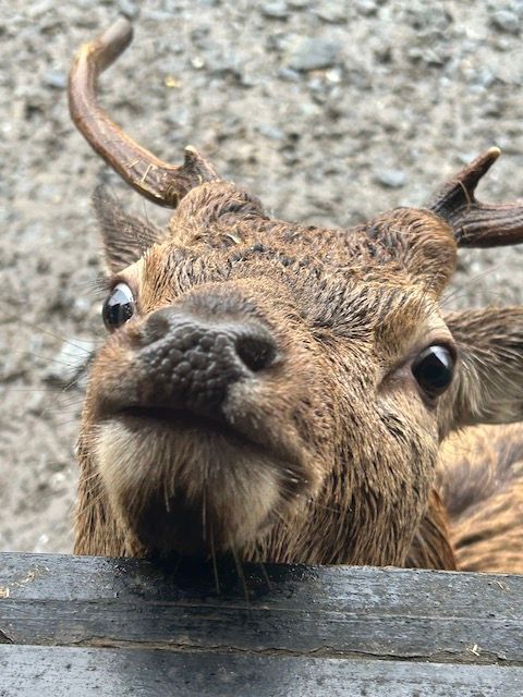 red deer park galloway forest park dumfries & galloway