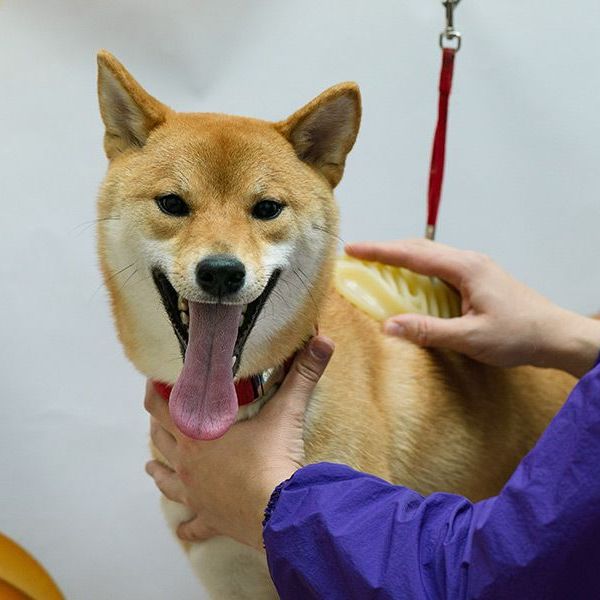 a person is brushing a shiba inu dog with a brush .