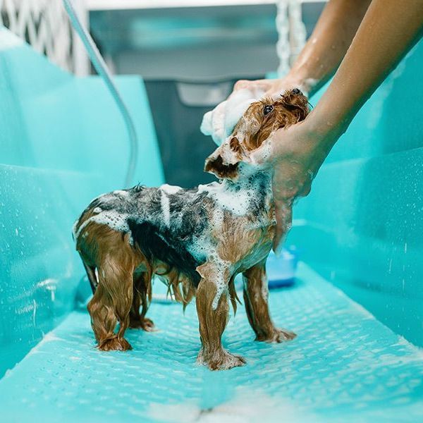 a person is washing a small dog in a bathtub .