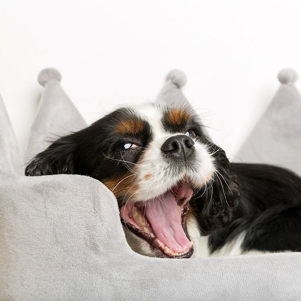 a cavalier king charles spaniel is yawning while laying in a dog bed with a crown on it .