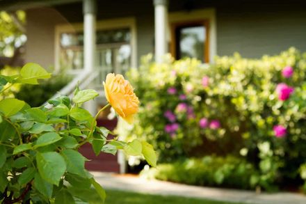 A yellow rose is growing in front of a house.