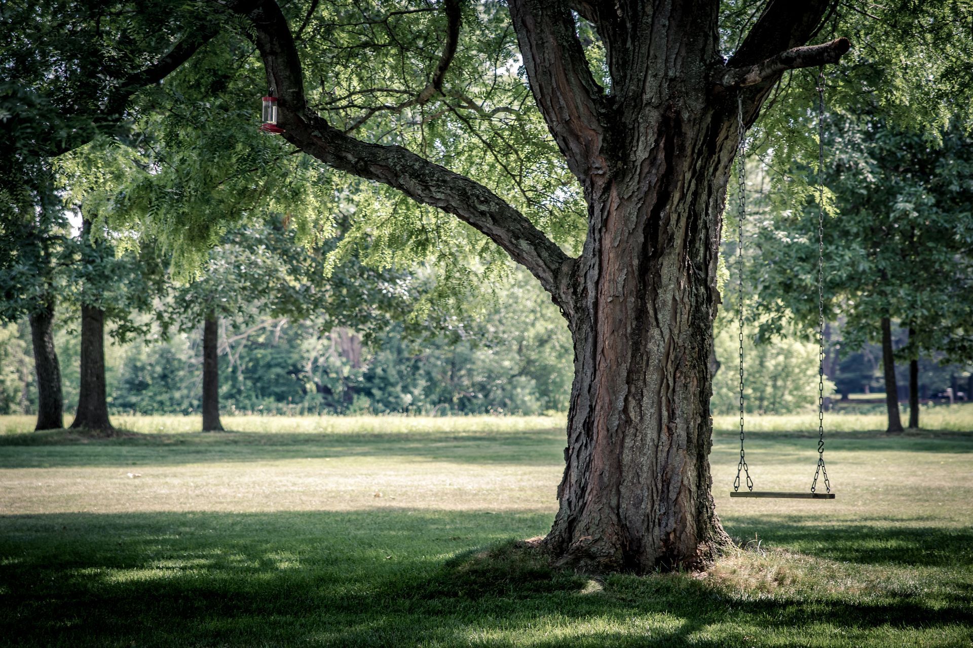 Swing hanging from a sturdy tree branch in a peaceful forest setting.