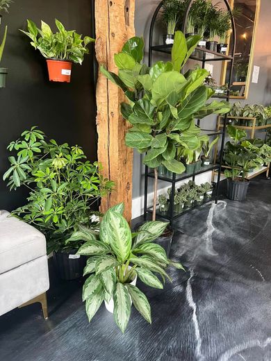 A room filled with lots of potted plants and a mirror.