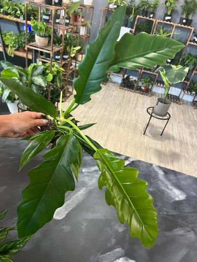 A person is holding a large green leaf of a plant.