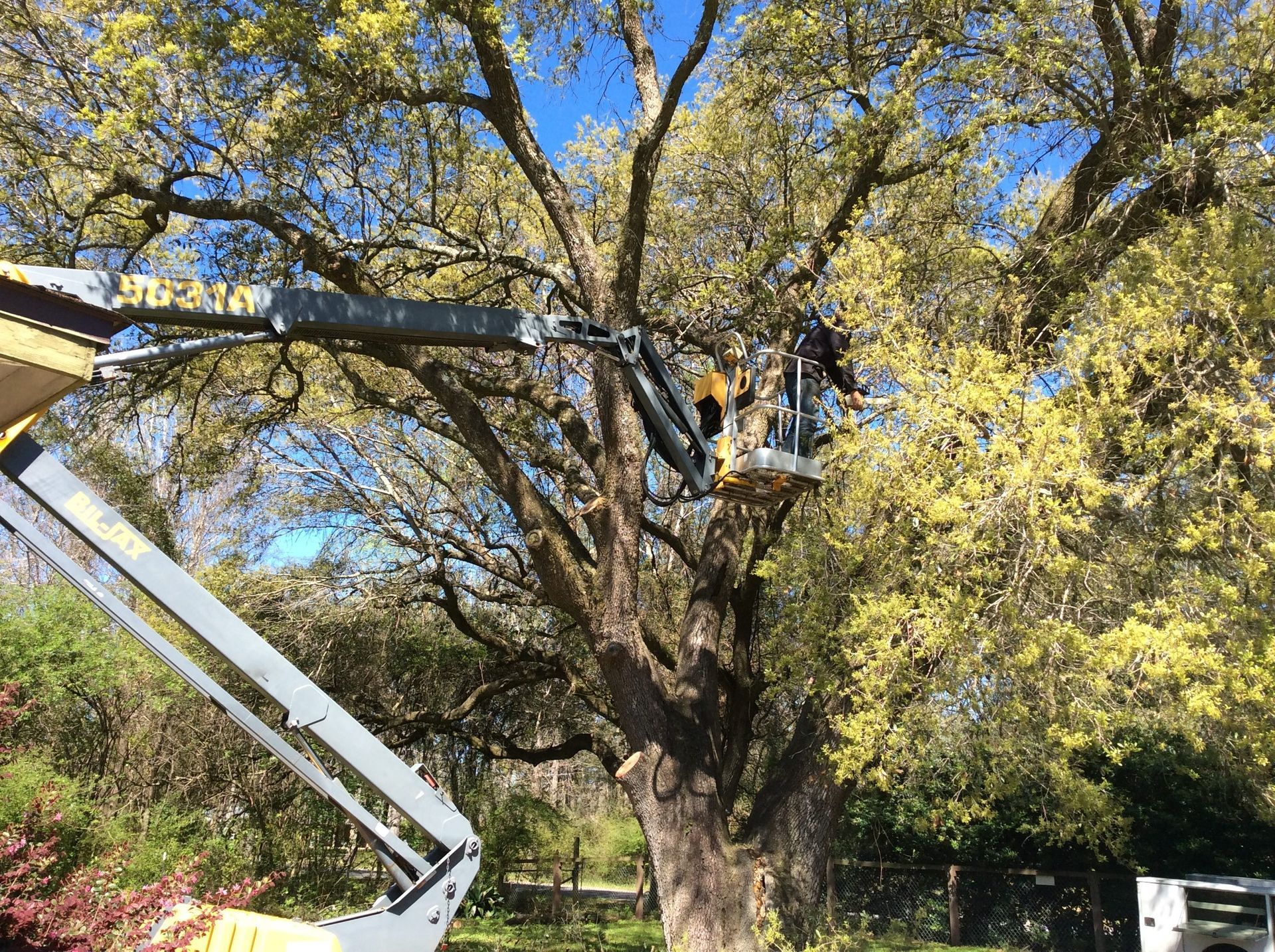 tree services 5