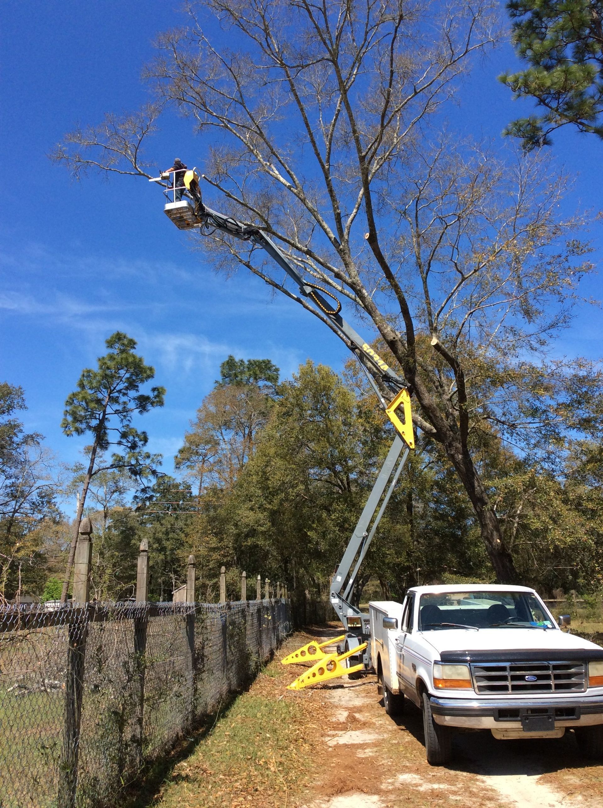 tree removal services 1