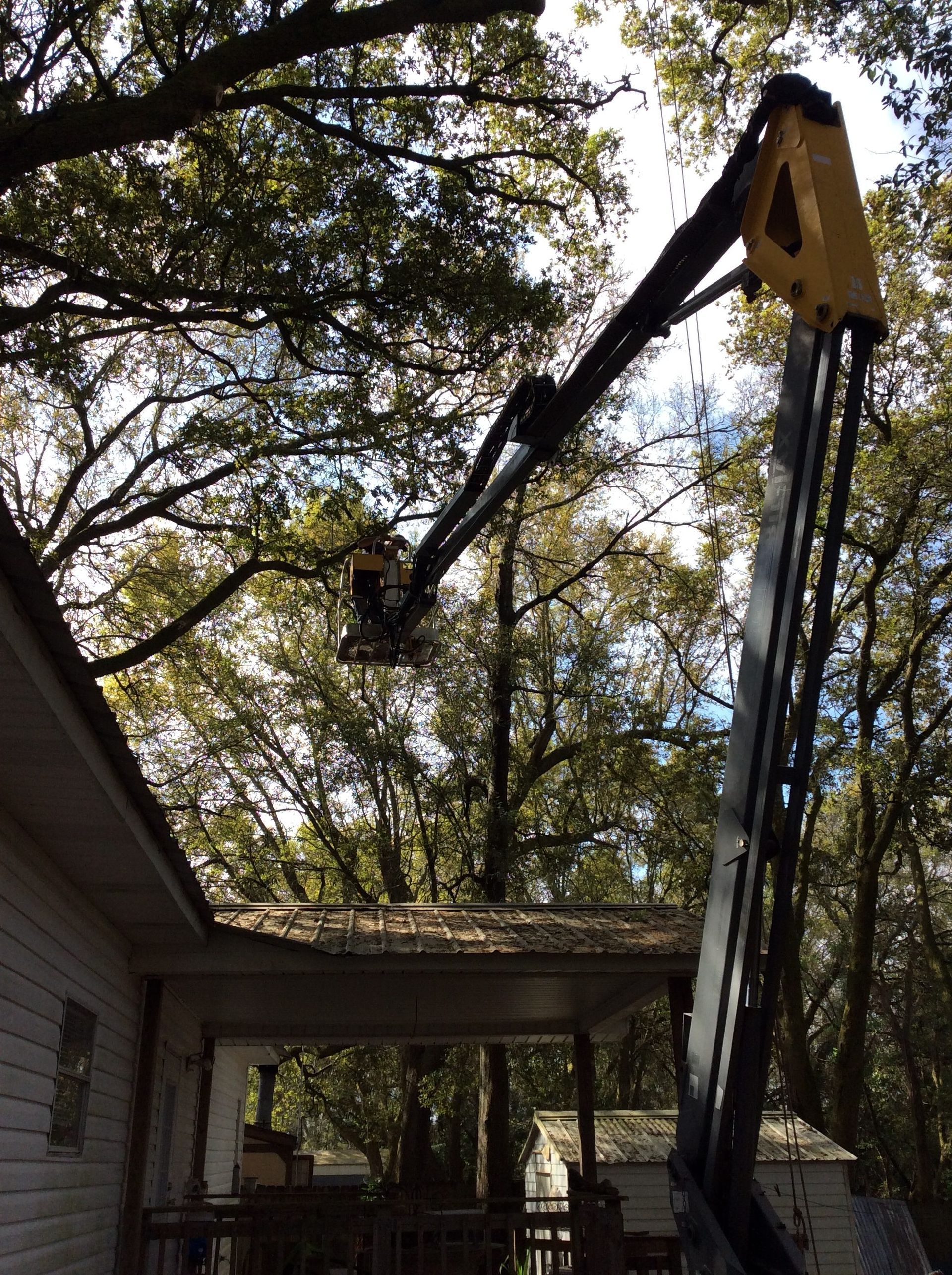 tree removal services 4