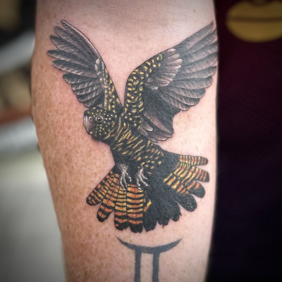 Tattoo of a black and yellow cockatoo in flight, with outstretched wings on skin, with a Gemini symbol. — Whitsunday Tattooing Airlie Beach in Whitsundays, QLD