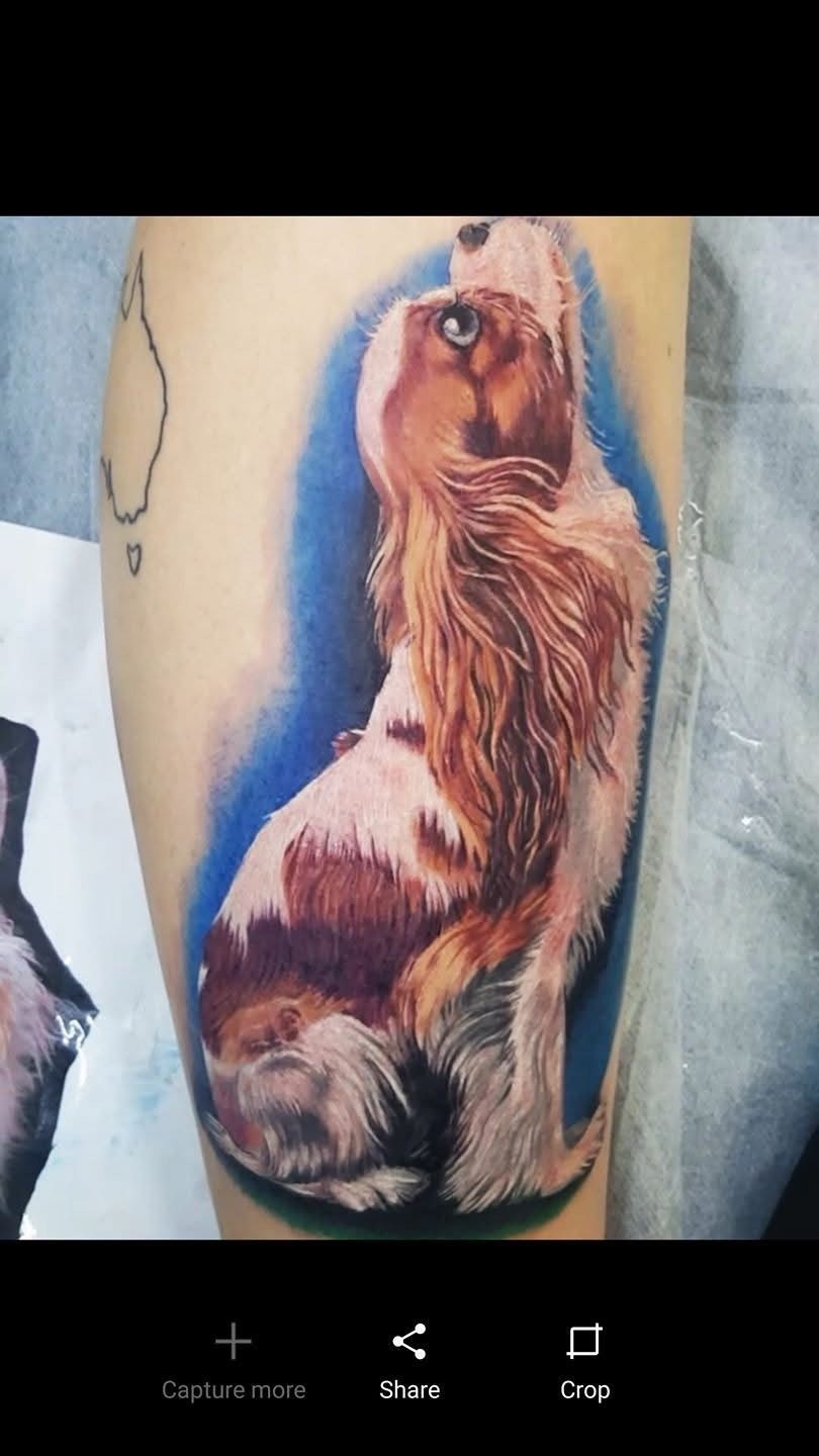 Tattoo of a dog, sitting and looking up, with a blue background and white and brown fur on the arm. — Whitsunday Tattooing Airlie Beach in Whitsundays, QLD